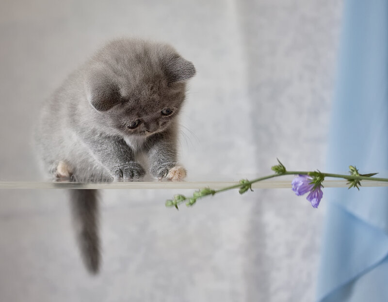 Gray Kitten on Glass