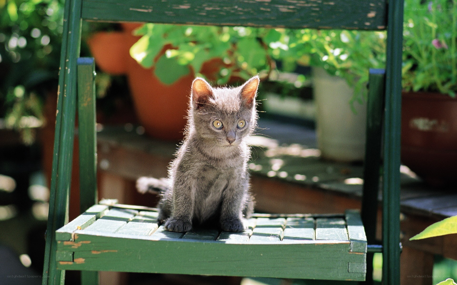 gray kitten on green chair