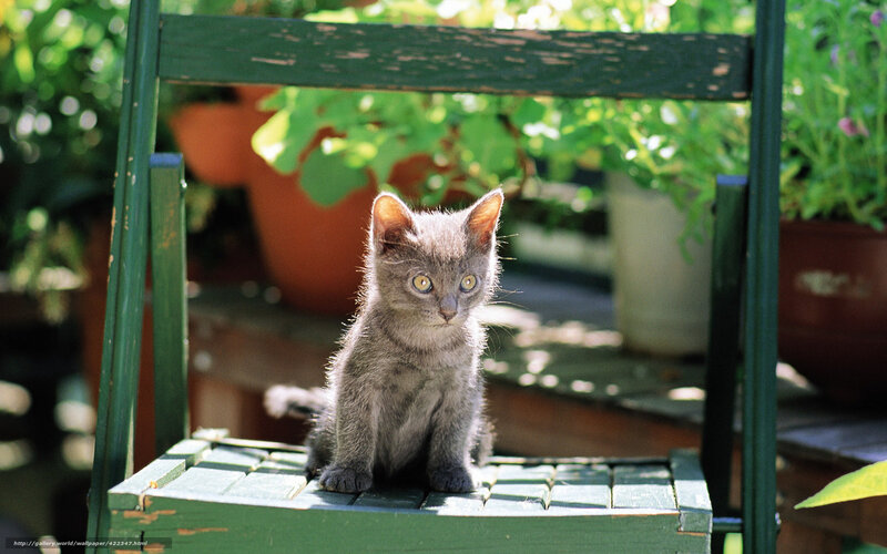 gray kitten on green chair