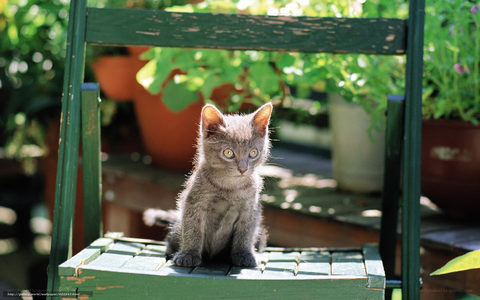 gray kitten on green chair