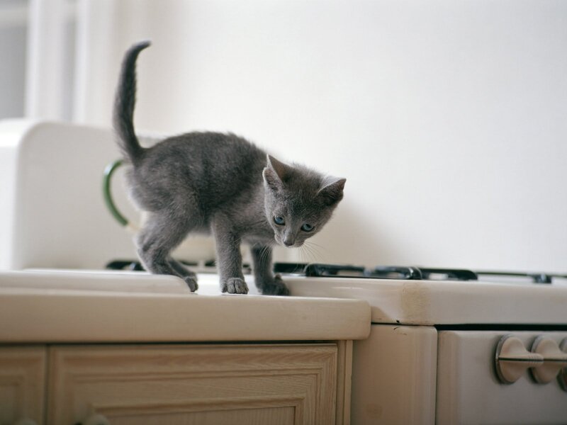 gray kitten on kitchen counter