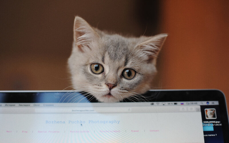Gray Kitten on Laptop