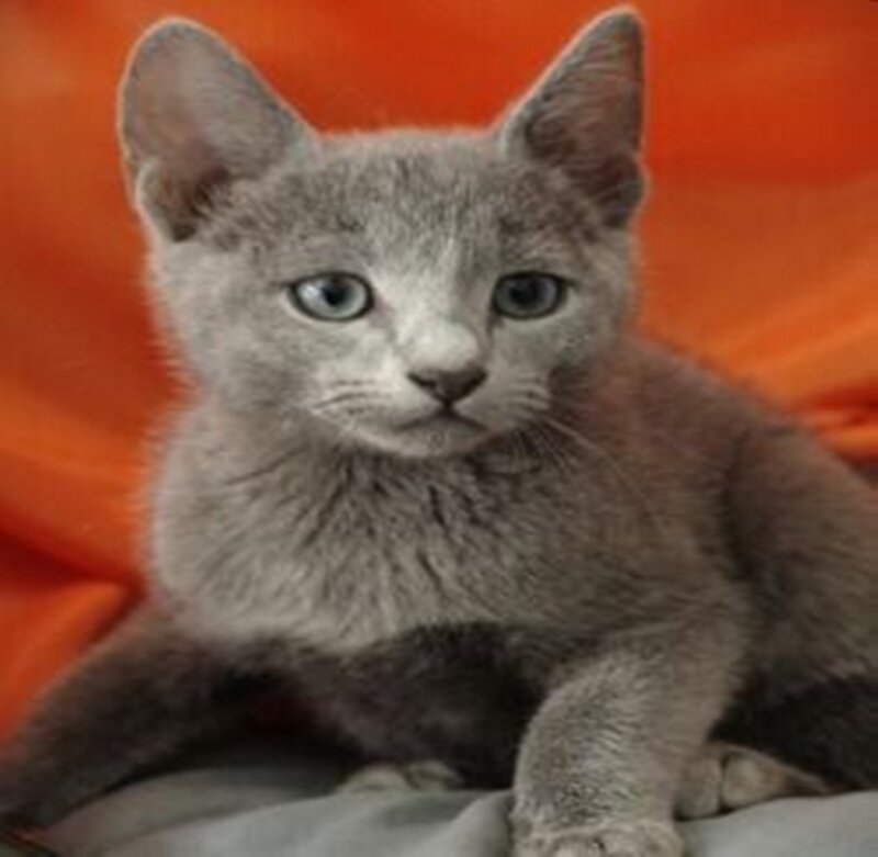 gray kitten on orange background