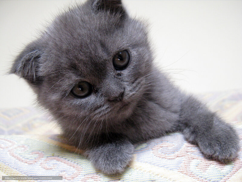 gray kitten on patterned fabric