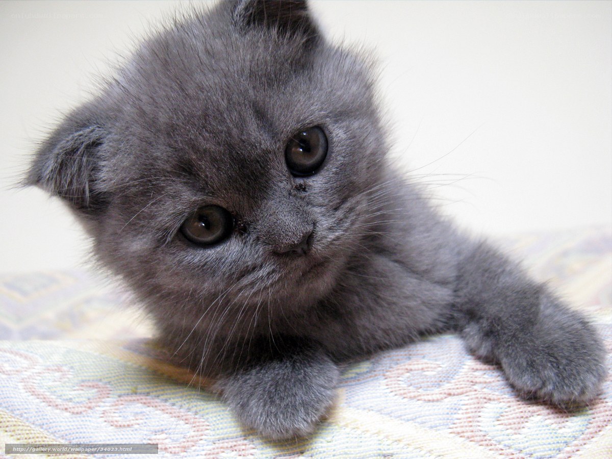 gray kitten on patterned fabric