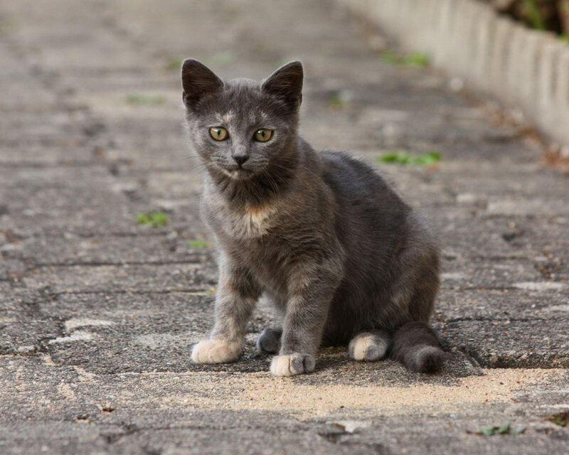 Gray Kitten on Pavement — Calm, Afternoon