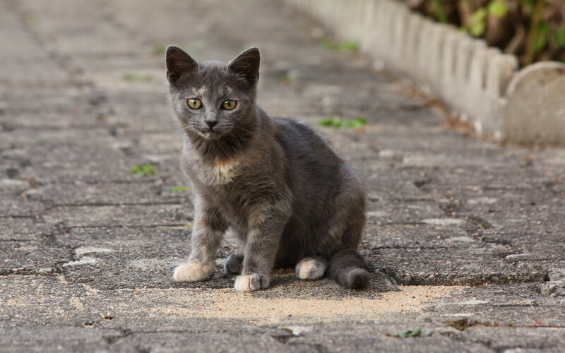 Gray Kitten on Pavement — Calm