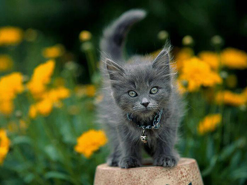 Gray Kitten on Pedestal