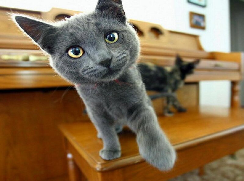 Gray Kitten on Piano