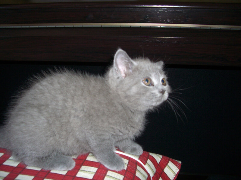 Gray Kitten on Pillow