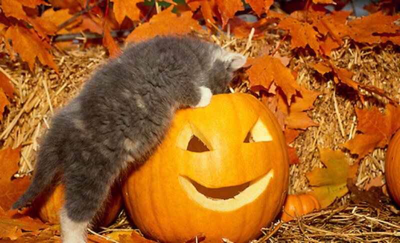 Gray Kitten on Pumpkin
