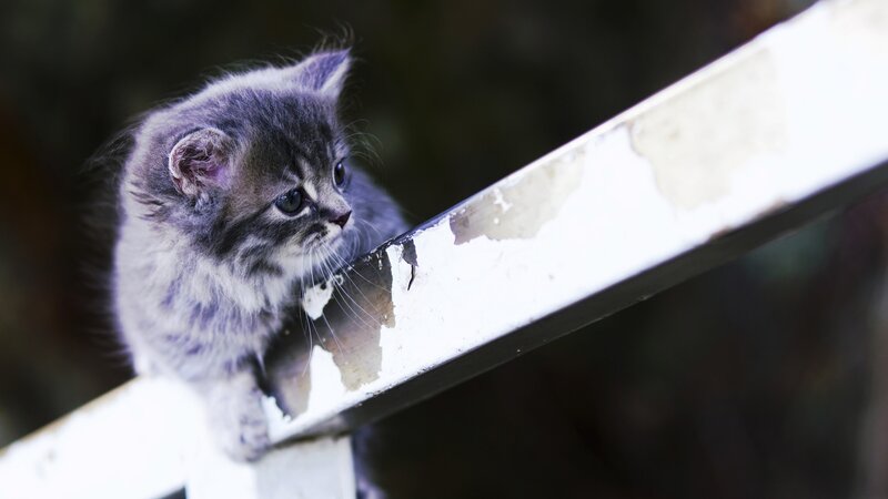 Gray Kitten on Railing