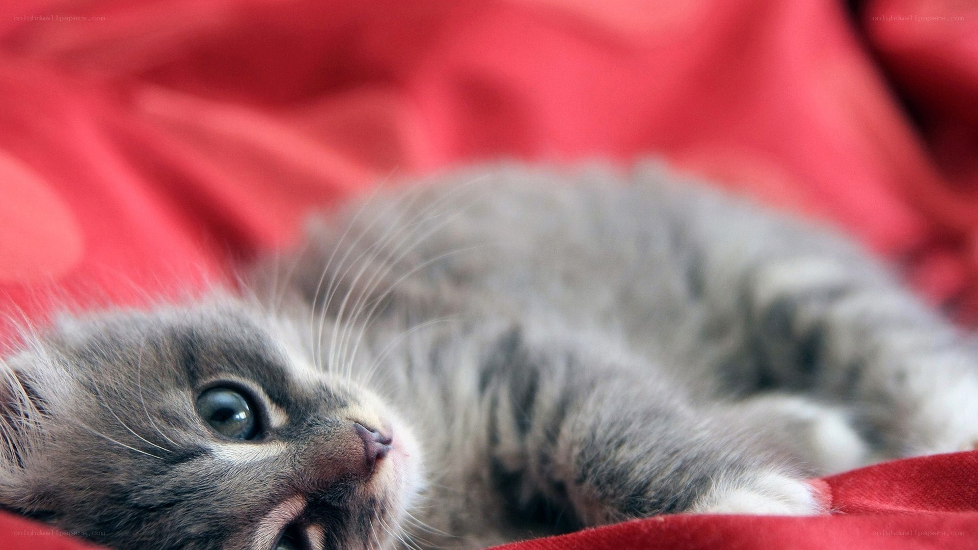 gray kitten on red blanket