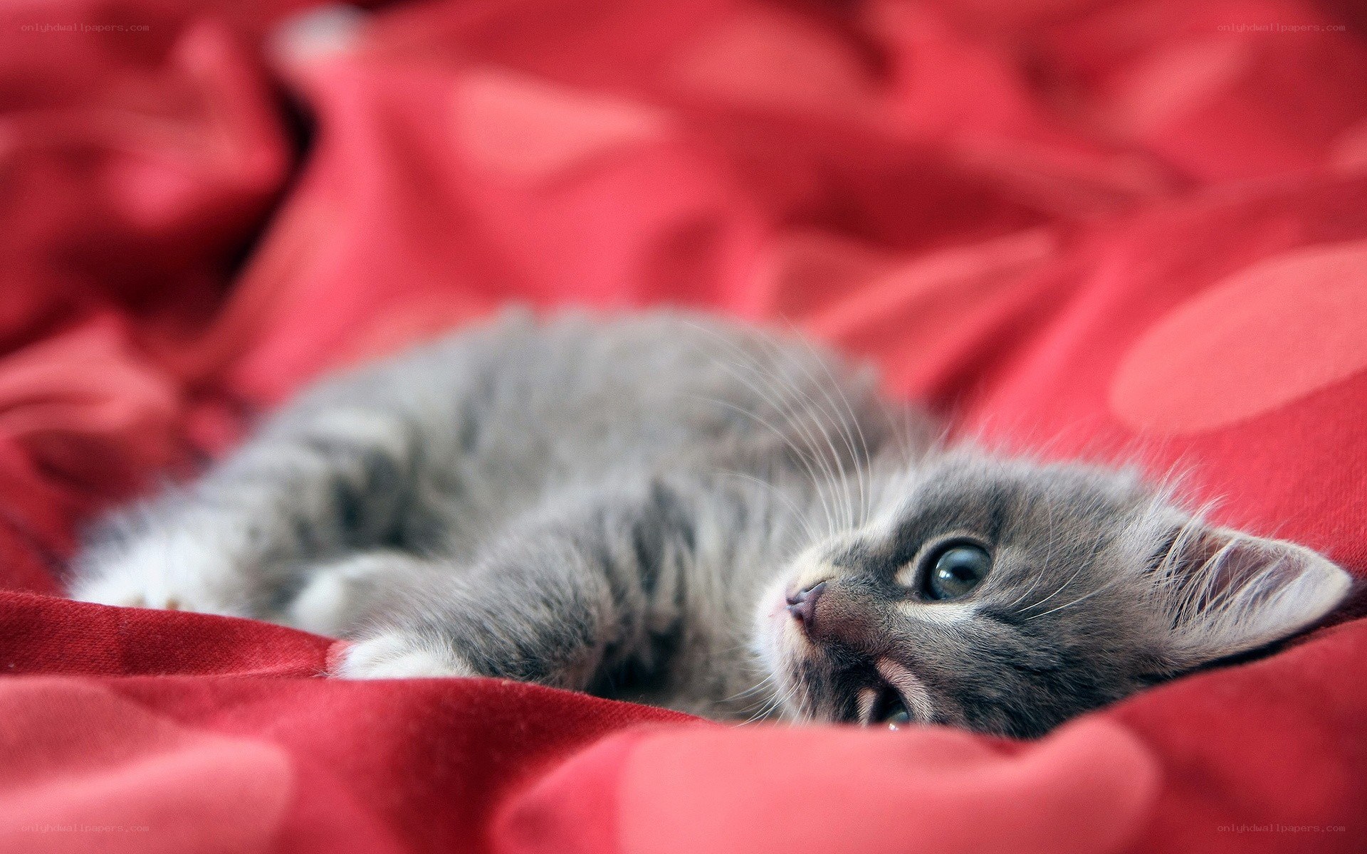 gray kitten on red blanket