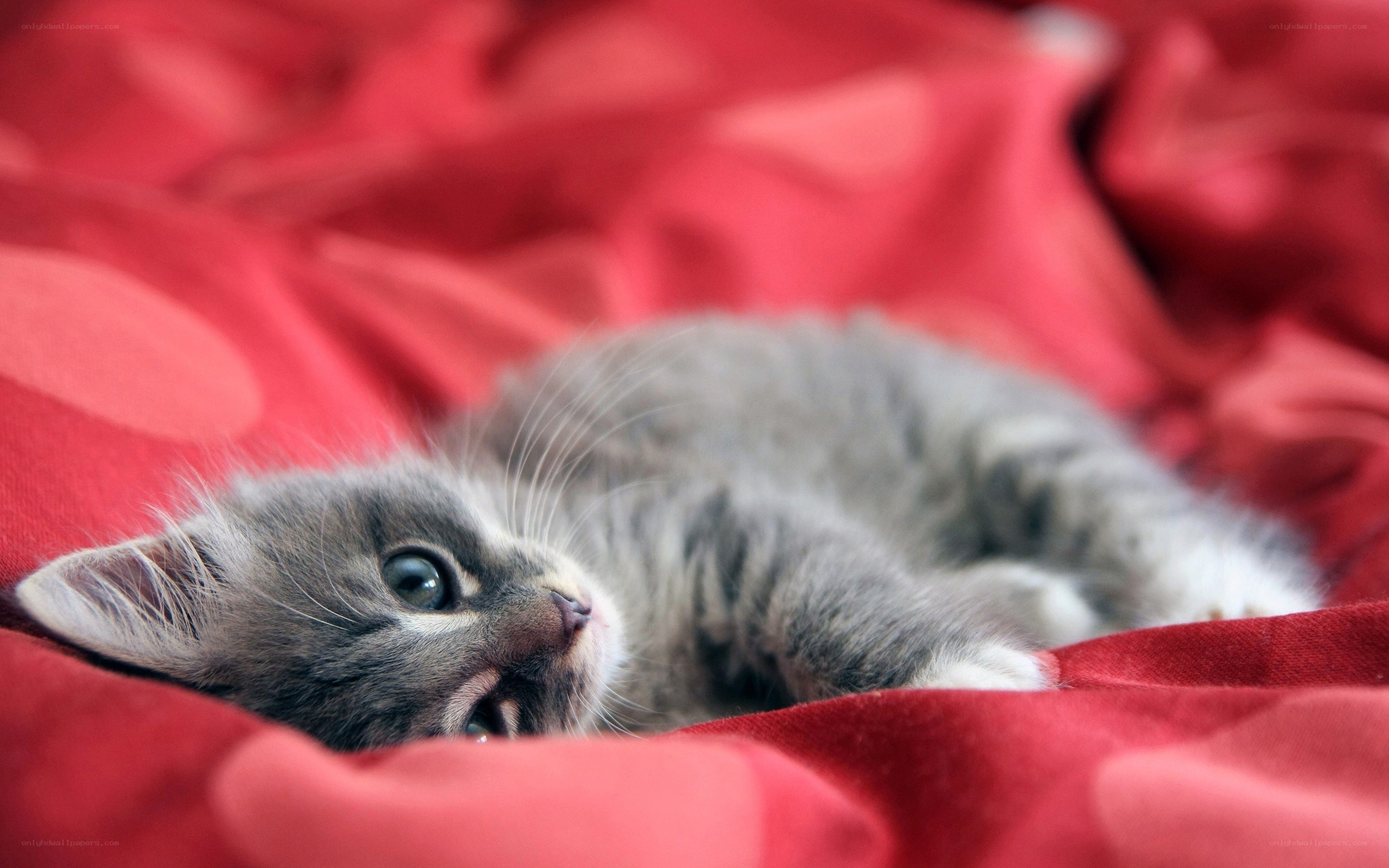 gray kitten on red blanket