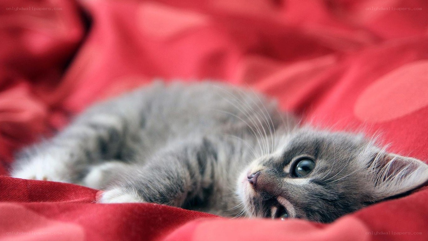 gray kitten on red blanket