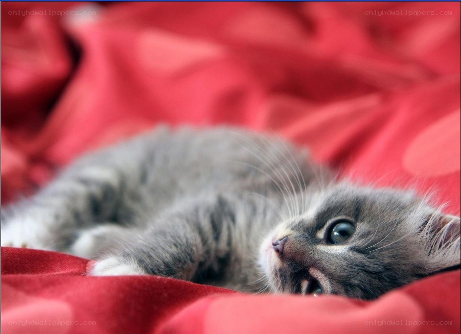 gray kitten on red blanket