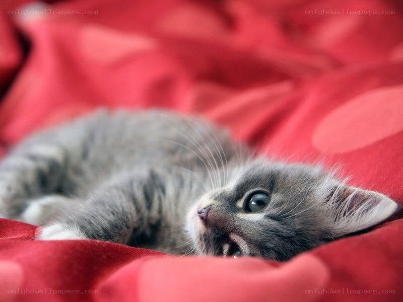 gray kitten on red blanket