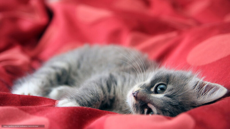 gray kitten on red blanket