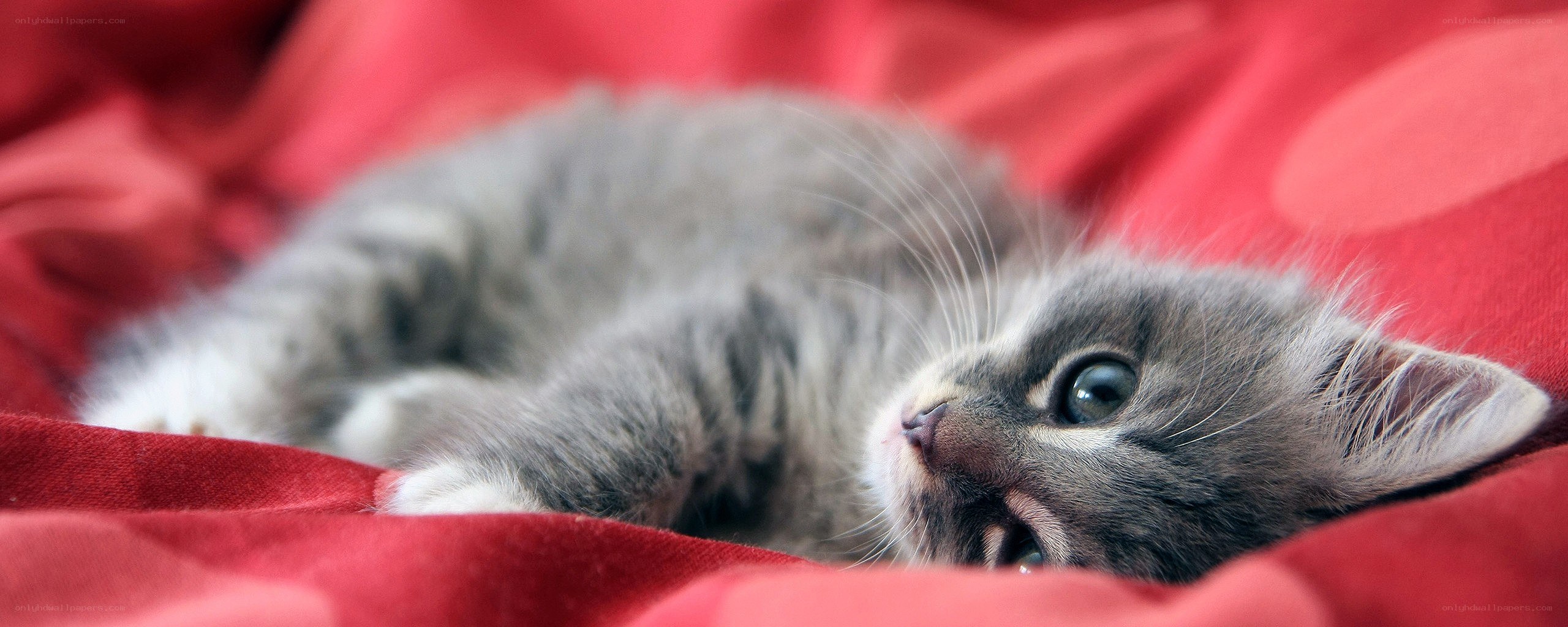 gray kitten on red blanket