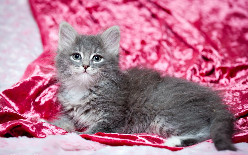 Gray Kitten on Red Blanket — Calm