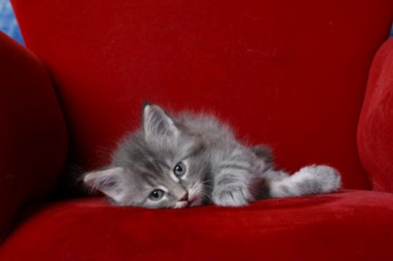 Gray Kitten on Red Chair