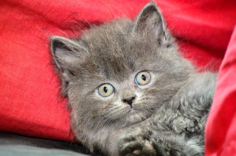 Gray Kitten on Red Fabric — Calm