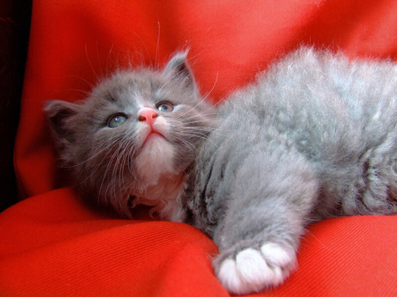 Gray Kitten on Red Fabric