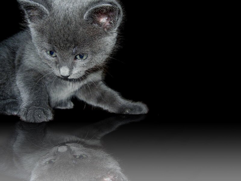gray kitten on reflective surface