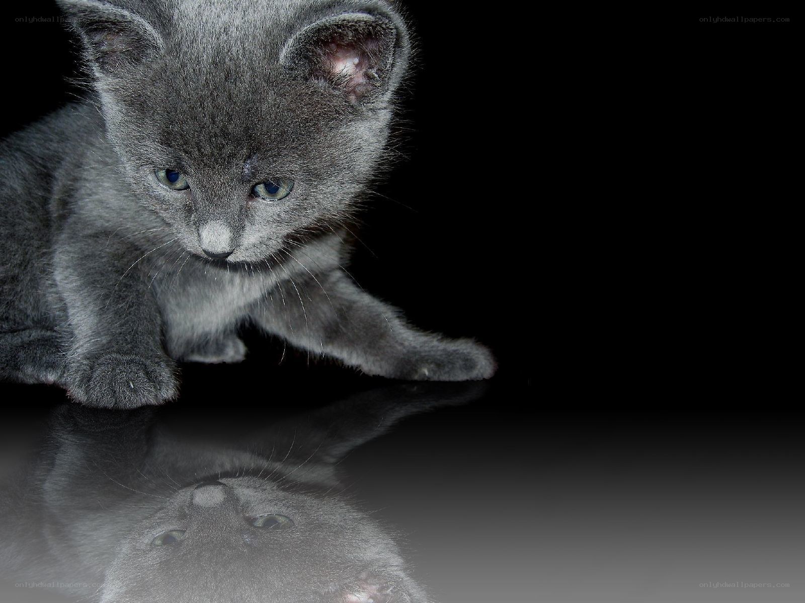 gray kitten on reflective surface