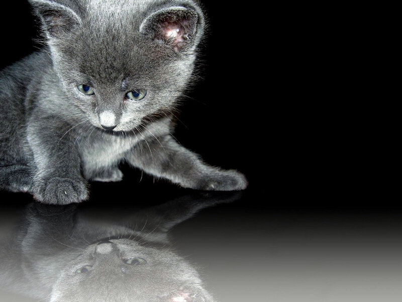 Gray Kitten on Reflective Surface — Dramatic
