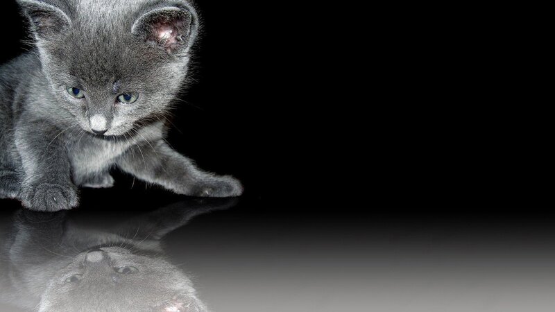 gray kitten on reflective surface