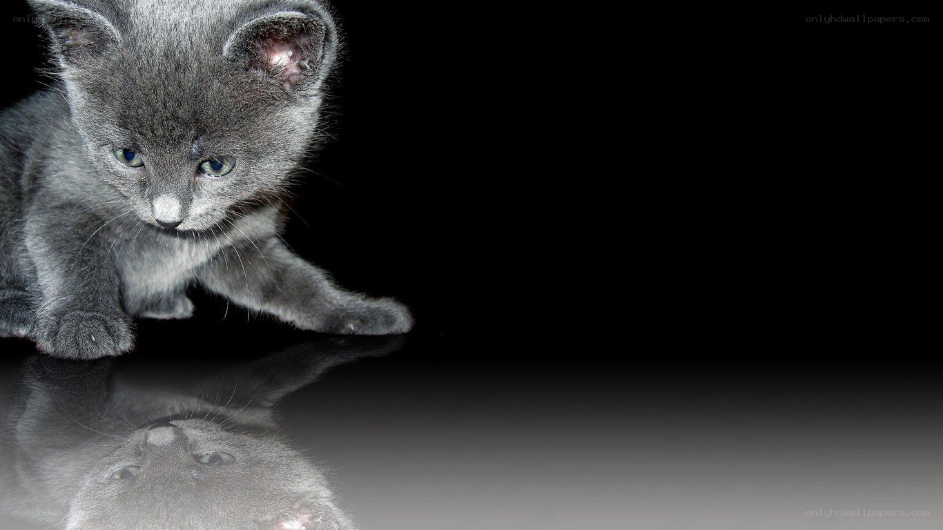gray kitten on reflective surface