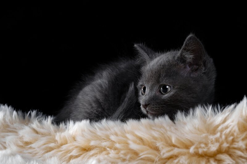 Gray Kitten on Rug
