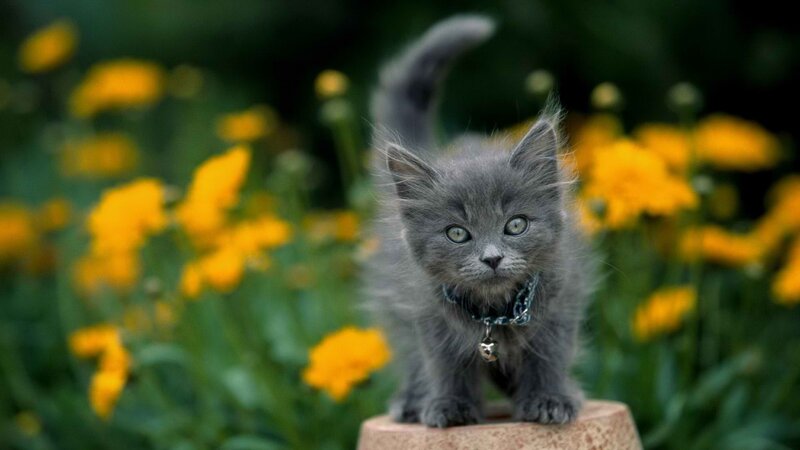 Gray Kitten on Stone — Curious, Spring