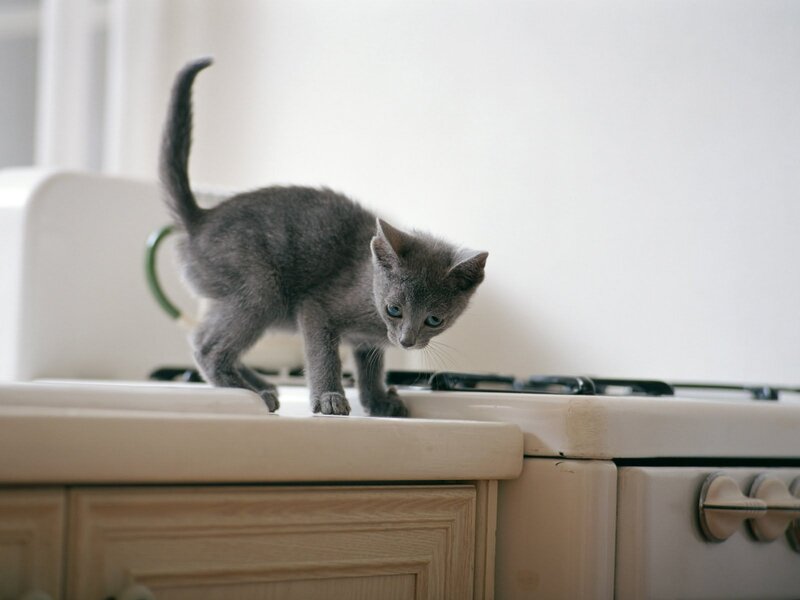 Gray Kitten on Stove