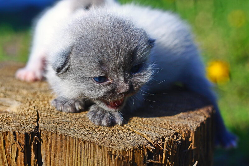 Gray Kitten on Stump