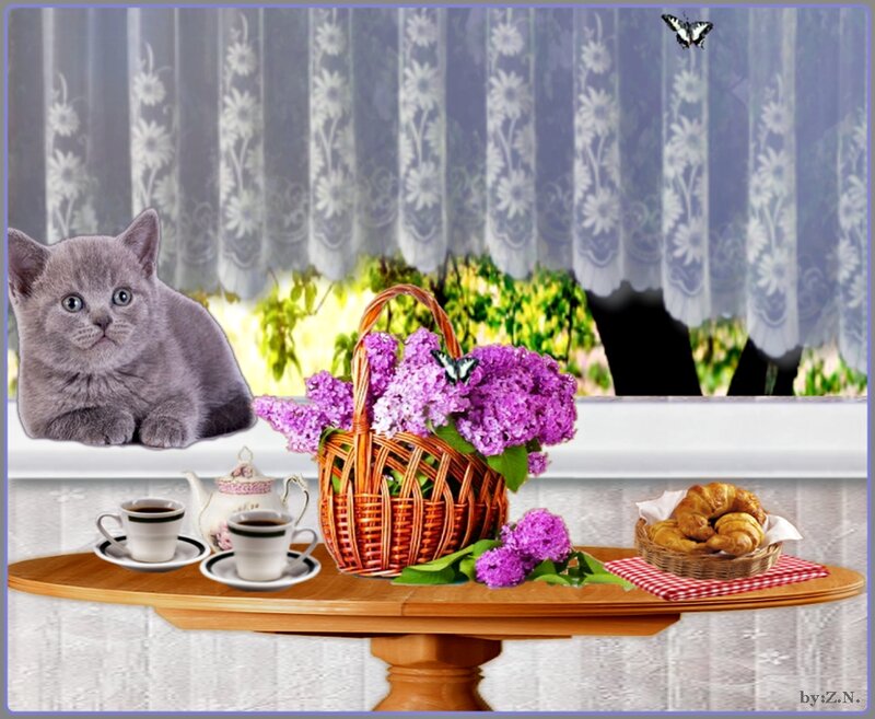 Gray Kitten on Table