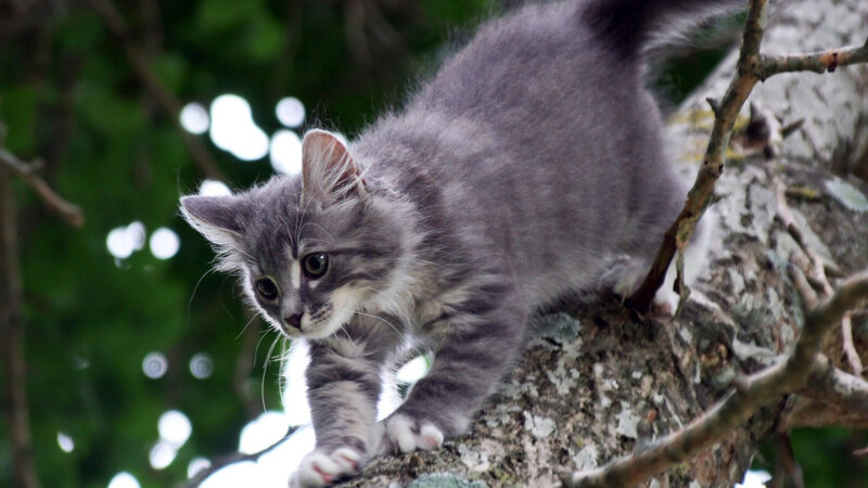 Gray Kitten on Tree Branch — Curious