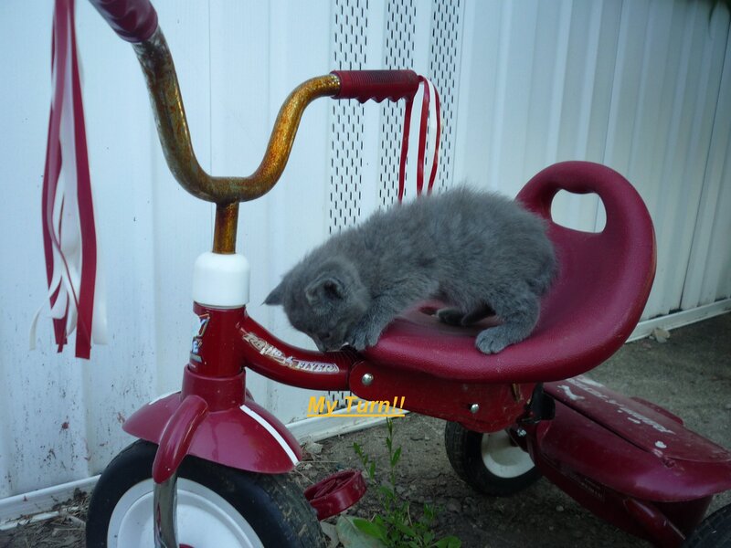 Gray Kitten on Tricycle