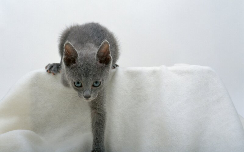 Gray Kitten on White Blanket — Calm, Photograph