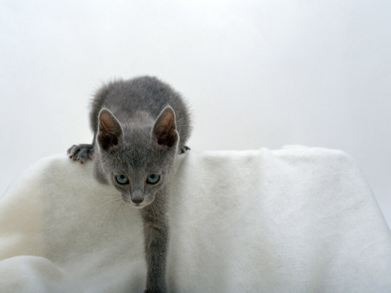 Gray Kitten on White Blanket — Calm