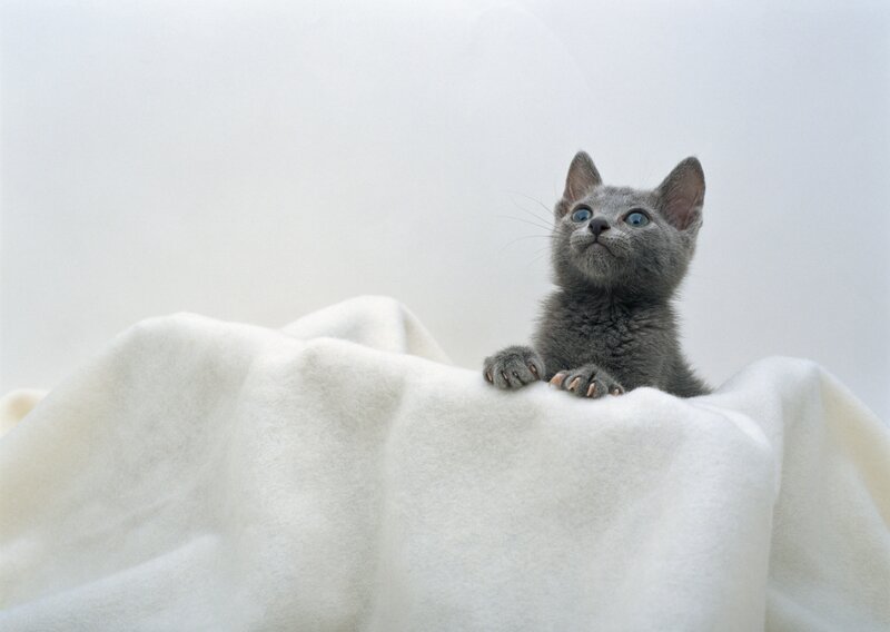 gray kitten on white blanket