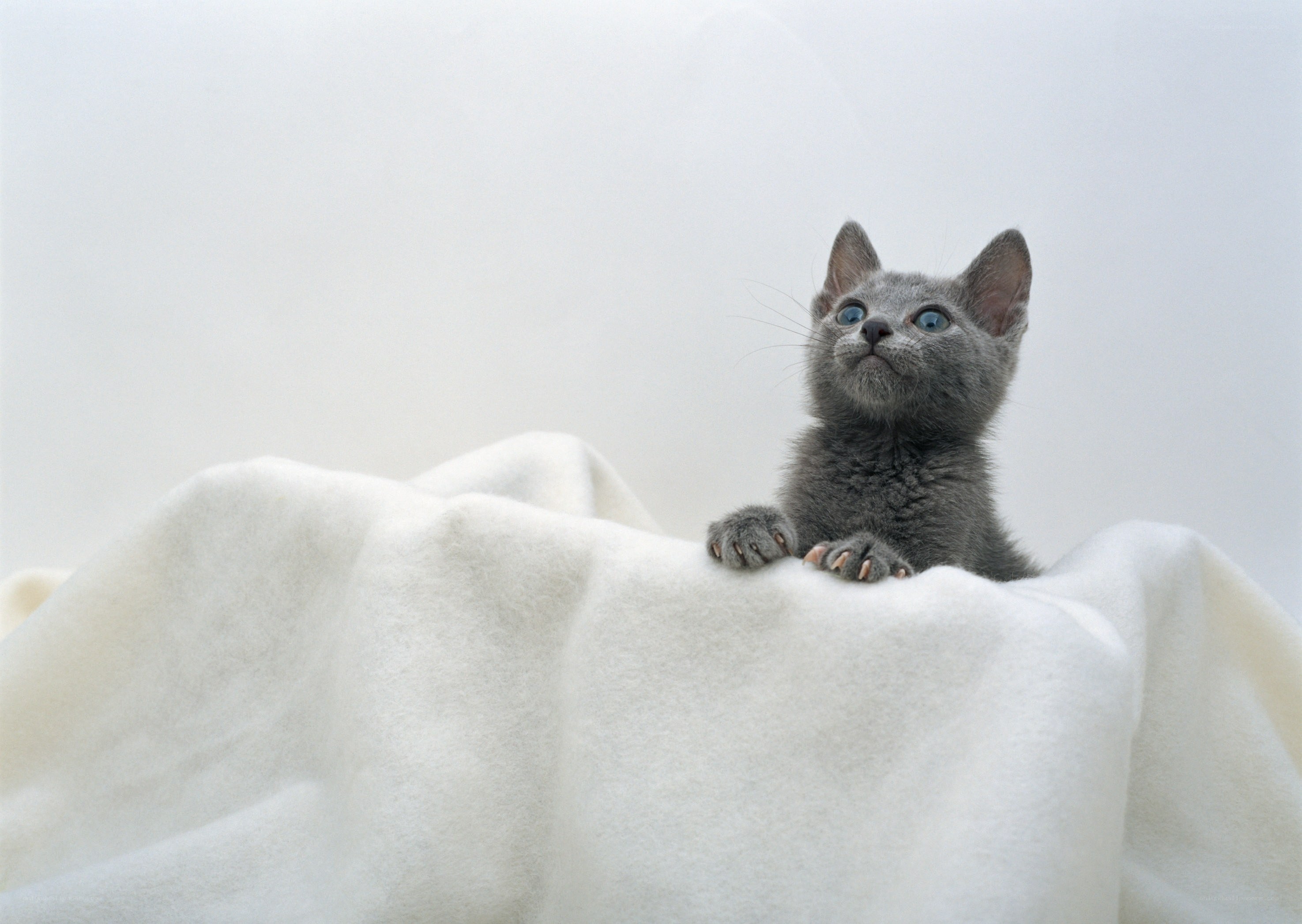 gray kitten on white blanket