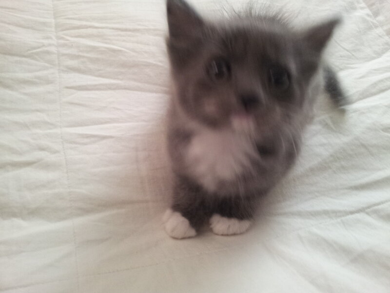 Gray Kitten on White Surface