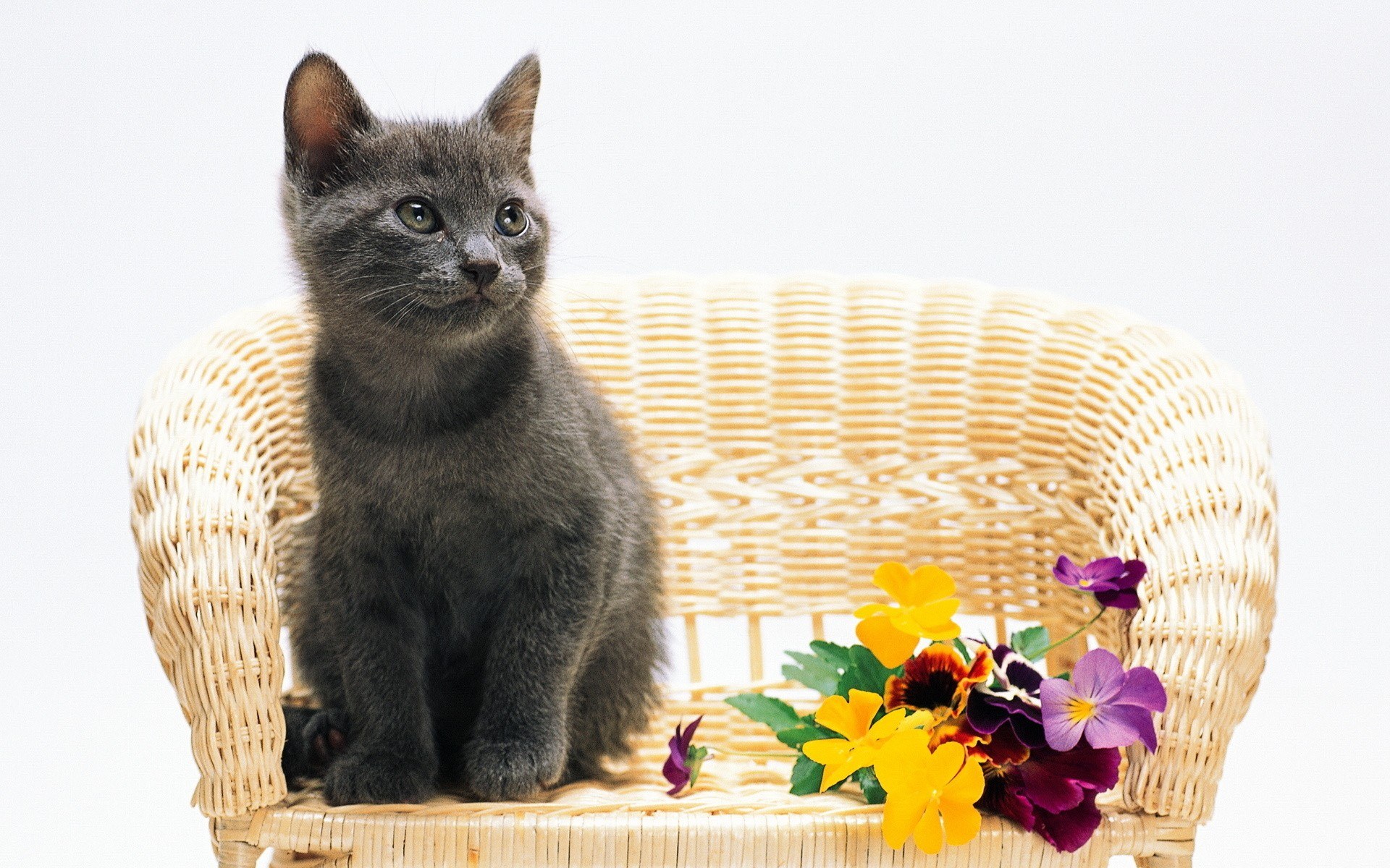 gray kitten on wicker chair