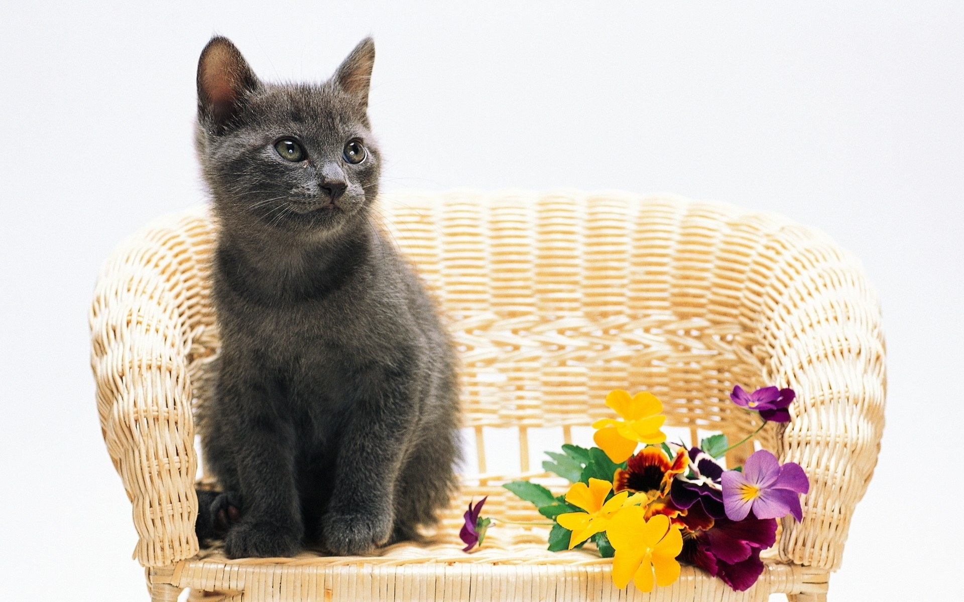gray kitten on wicker chair