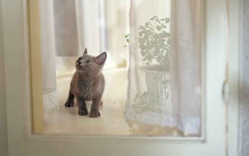 Gray Kitten on Windowsill — Calm, Morning, Photograph