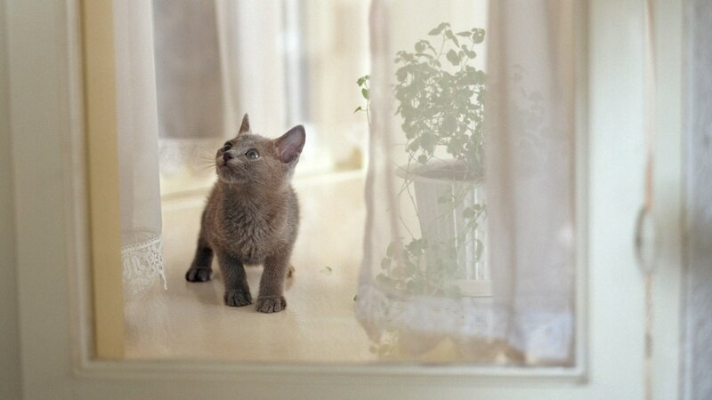 Gray Kitten on Windowsill — Calm, Morning, Photograph, Window, Curtain, Plant