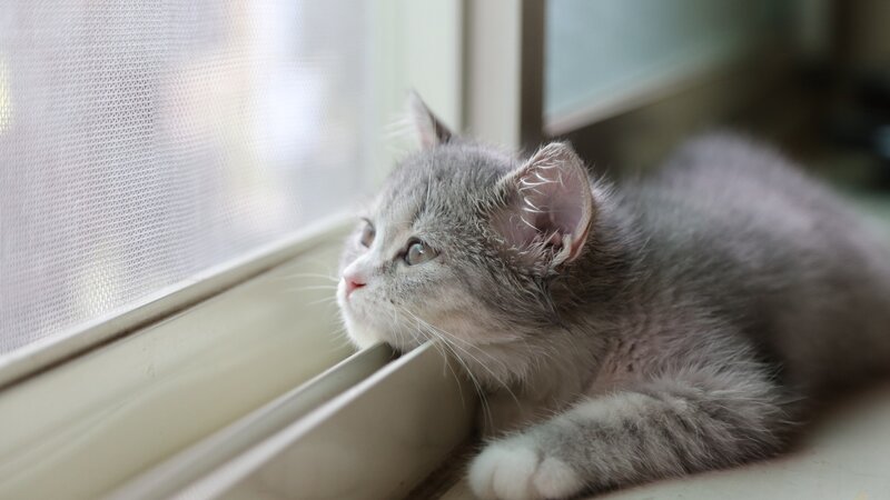 Gray Kitten on Windowsill — Calm, Morning, Photograph, Window